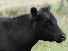 2012-12-09-66 Bonnie (c) Jason Grossman.jpg